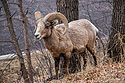 Bighorn ram next to the Custer State Park Visitor Center parking lot.