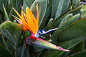 Bird of Paradise in the garden of the Painted Church, the Big Island.