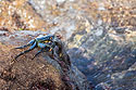 Crab spitting water, Maui.