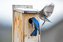 Bluebirds trying to eject swallow from the nest box.