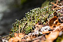 Trumpet lichen, Montana.