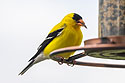 Goldfinch in the back yard.