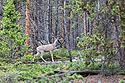 Deer in the national forest, a few minutes after the previous trailcam image.