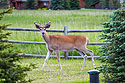 Deer in back yard.