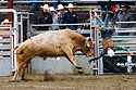Cowboy goes flying, PRCA Xtreme Bulls, Red Lodge, MT.