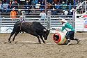 Bullfighter Ezra Coleman taunts the bull, PRCA Xtreme Bulls, Red Lodge, MT.
