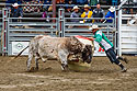 Bullfighter Ezra Coleman distracts the bull, PRCA Xtreme Bulls, Red Lodge, MT.