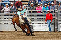 Bareback Bronc, Home of Champions Rodeo, Red Lodge, MT.