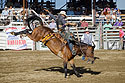 Saddle Bronc, Home of Champions Rodeo, Red Lodge, MT.