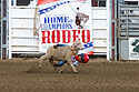 Mutton Busting, Home of Champions Rodeo, Red Lodge, MT.