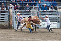 Bullfighter Ezra Coleman rushes in to help a bull rider whose hand is caught.  Bull Riding, Home of Champions Rodeo, Red Lodge, MT.