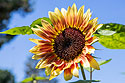 Sunflower, Aurora, CO.