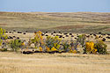 View of the bison herd from the new Bison Center, Custer State Park, the day after the annual roundup.