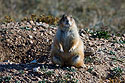 Fat prairie dog ready for winter, Wind Cave National Park.