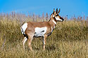 Pronghorn, Custer State Park.