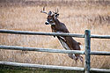 Deer in the back yard, Montana.