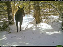 Moose in the national forest.
