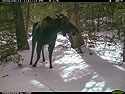 Moose in nearby national forest.