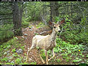 Deer on trailcam in the national forest.