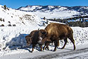 Bison, Yellowstone.