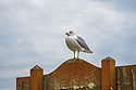 Gull, British Landing, Mackinac Island, Michigan.