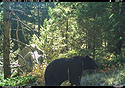 Black bear mama, Custer Gallatin National Forest, near Red Lodge, MT.