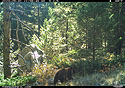 Cinnamon-colored black bear cub, Custer Gallatin National Forest, near Red Lodge, MT.