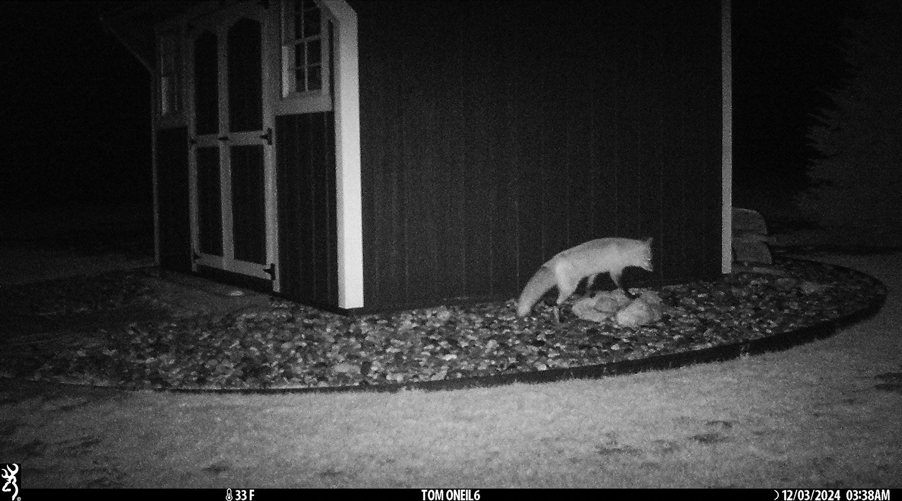 Fox in the back yard, Red Lodge, MT.  Click for next photo.