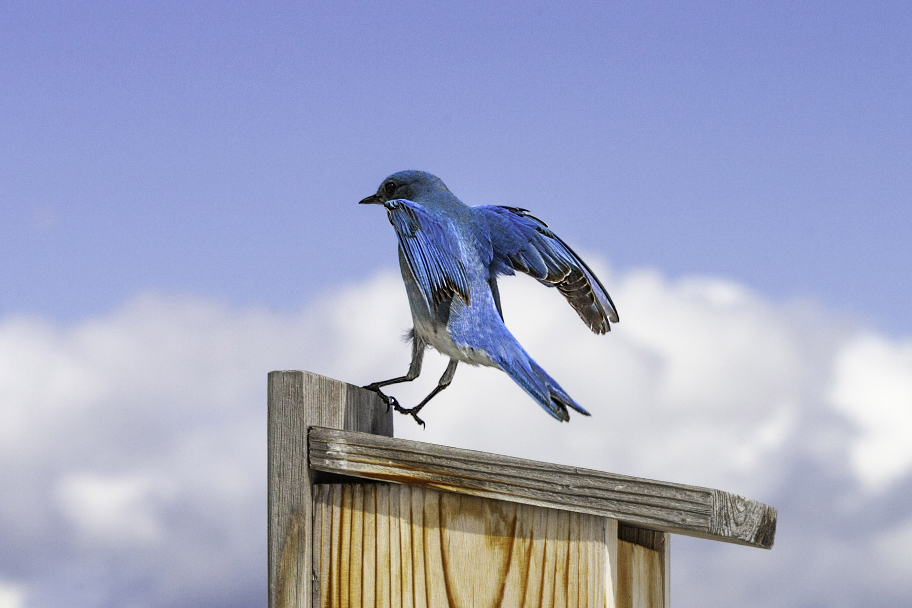 Bluebird, motion trigger.  Click for next photo.