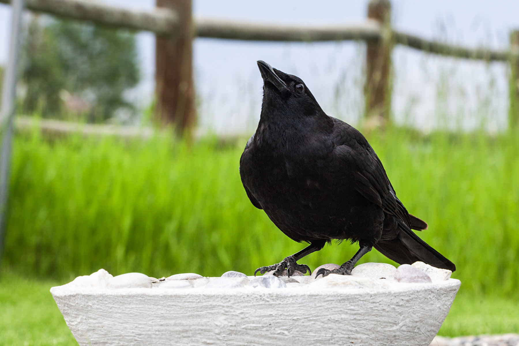 Crow, motion trigger.  Click for next photo.