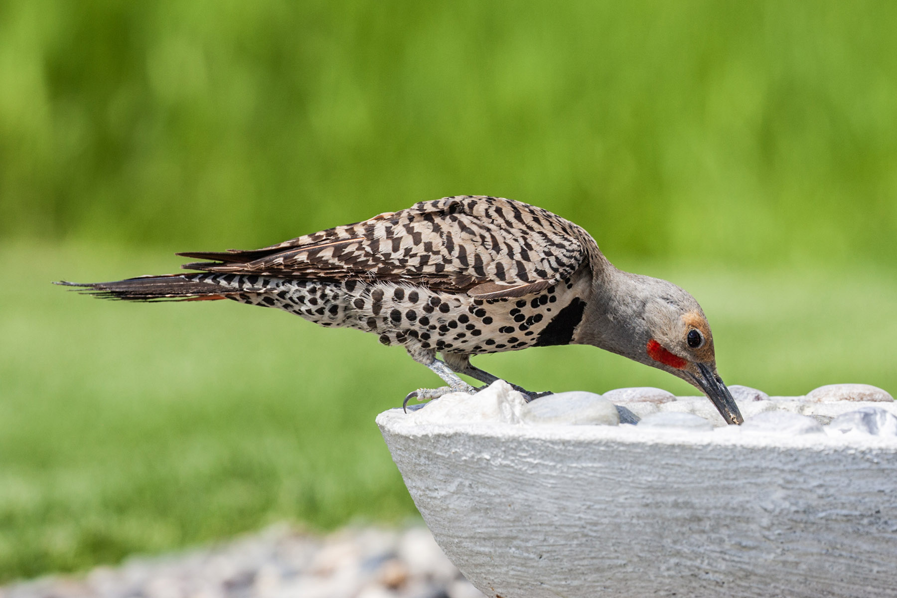 Northern Flicker (male), motion trigger.  Click for next photo.