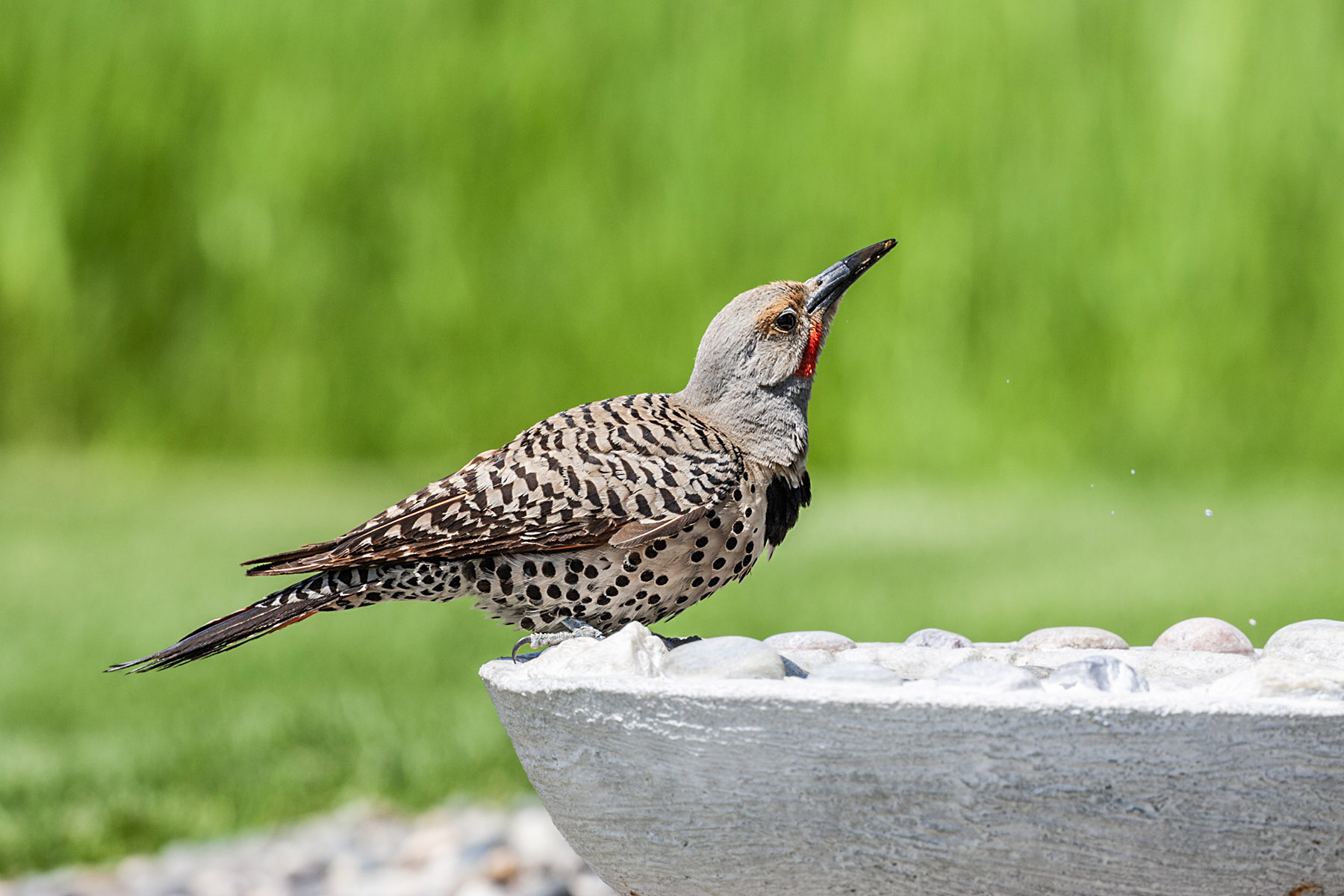Northern Flicker (male), motion trigger.  Click for next photo.
