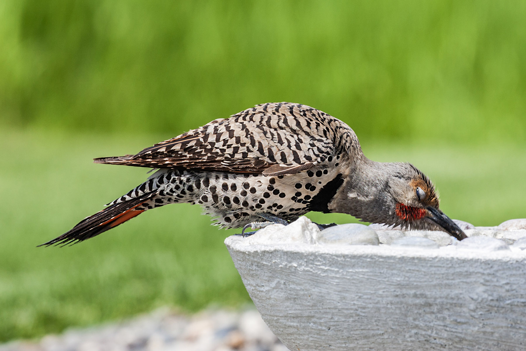 Northern Flicker (male), motion trigger.  Click for next photo.