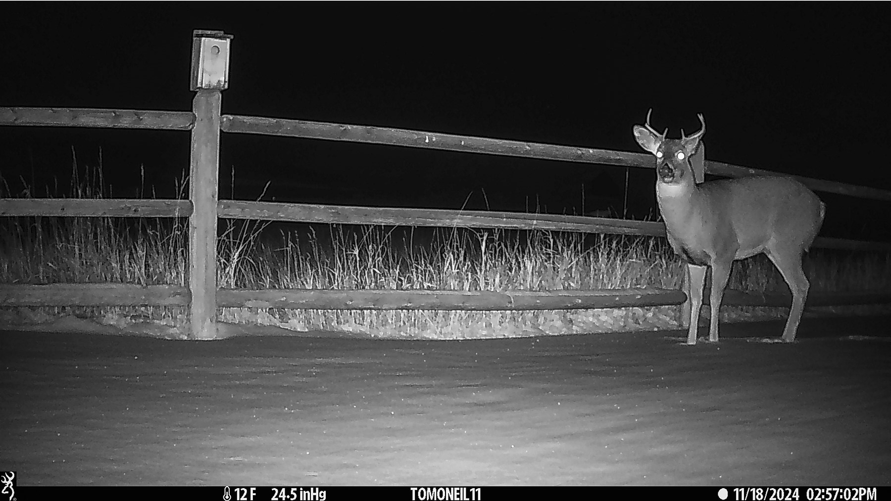 Deer, Red Lodge, MT.  Click for next photo.