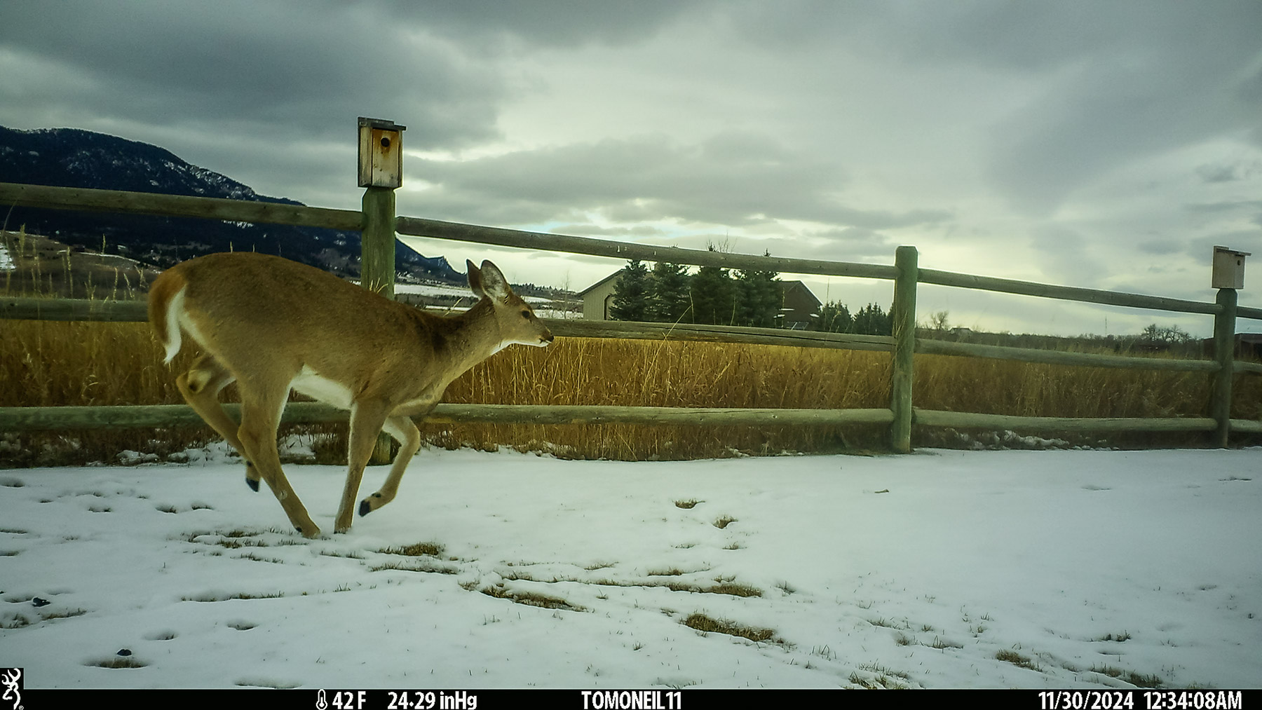 Deer, Red Lodge, MT.  Click for next photo.
