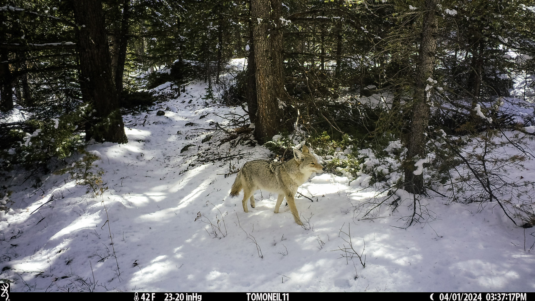 Coyote in nearby national forest.  Click for next photo.