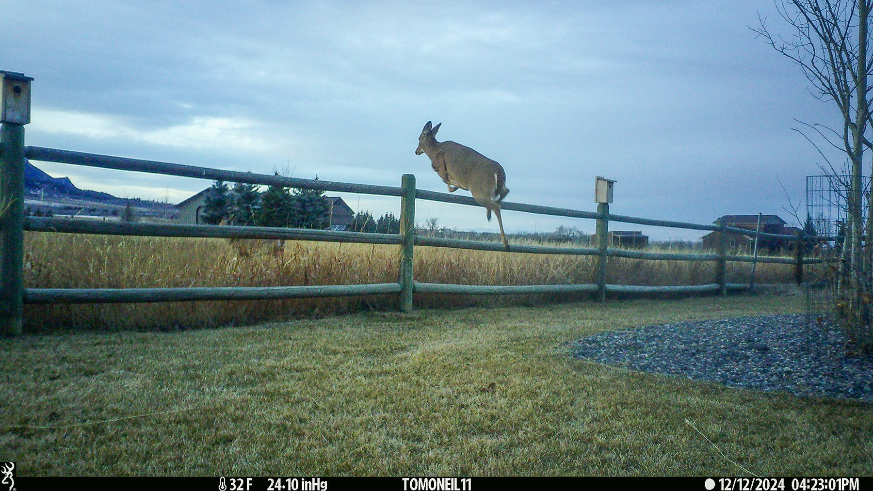 Deer taking the fence, Red Lodge, MT.  Click for next photo.