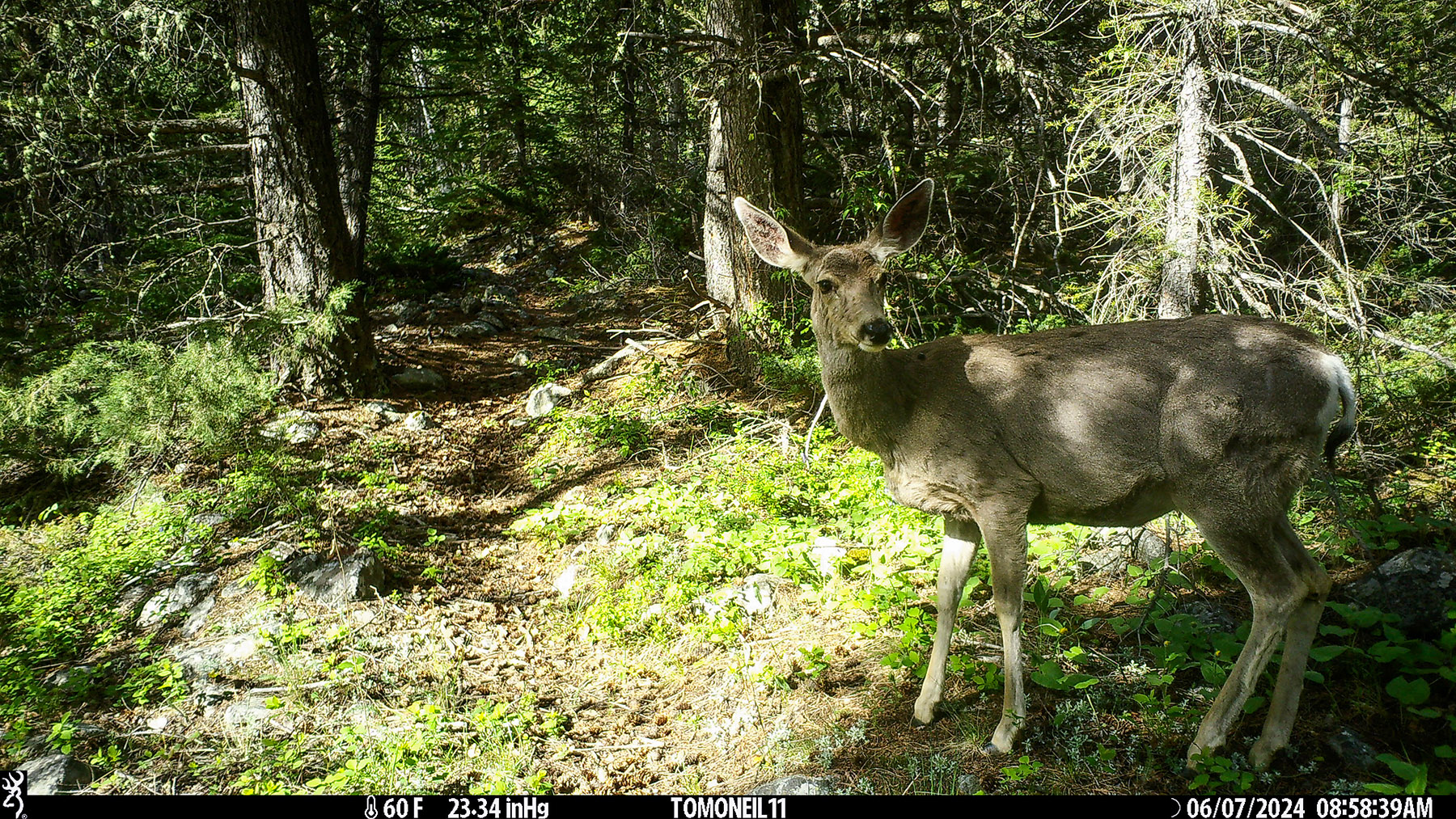 Deer on trailcam.  Click for next photo.