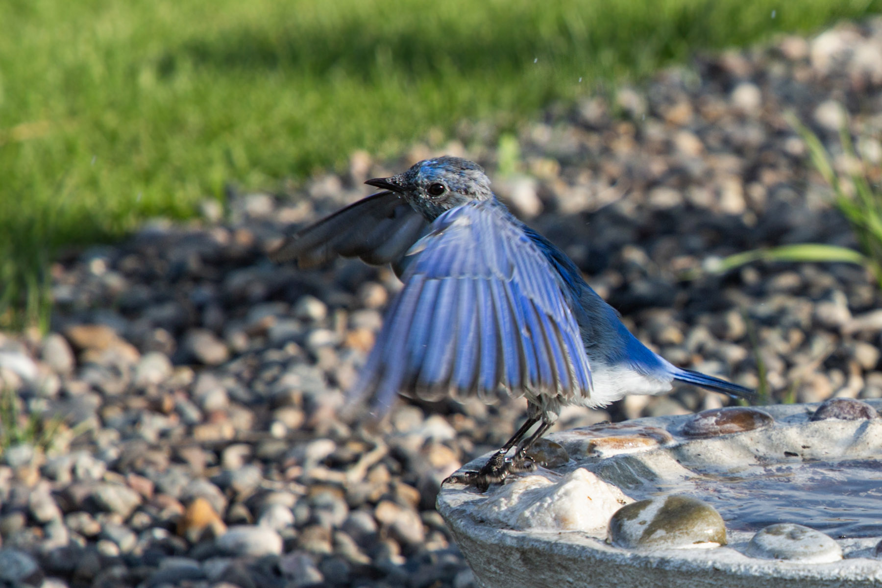 Bluebird, motion trigger.  Click for next photo.