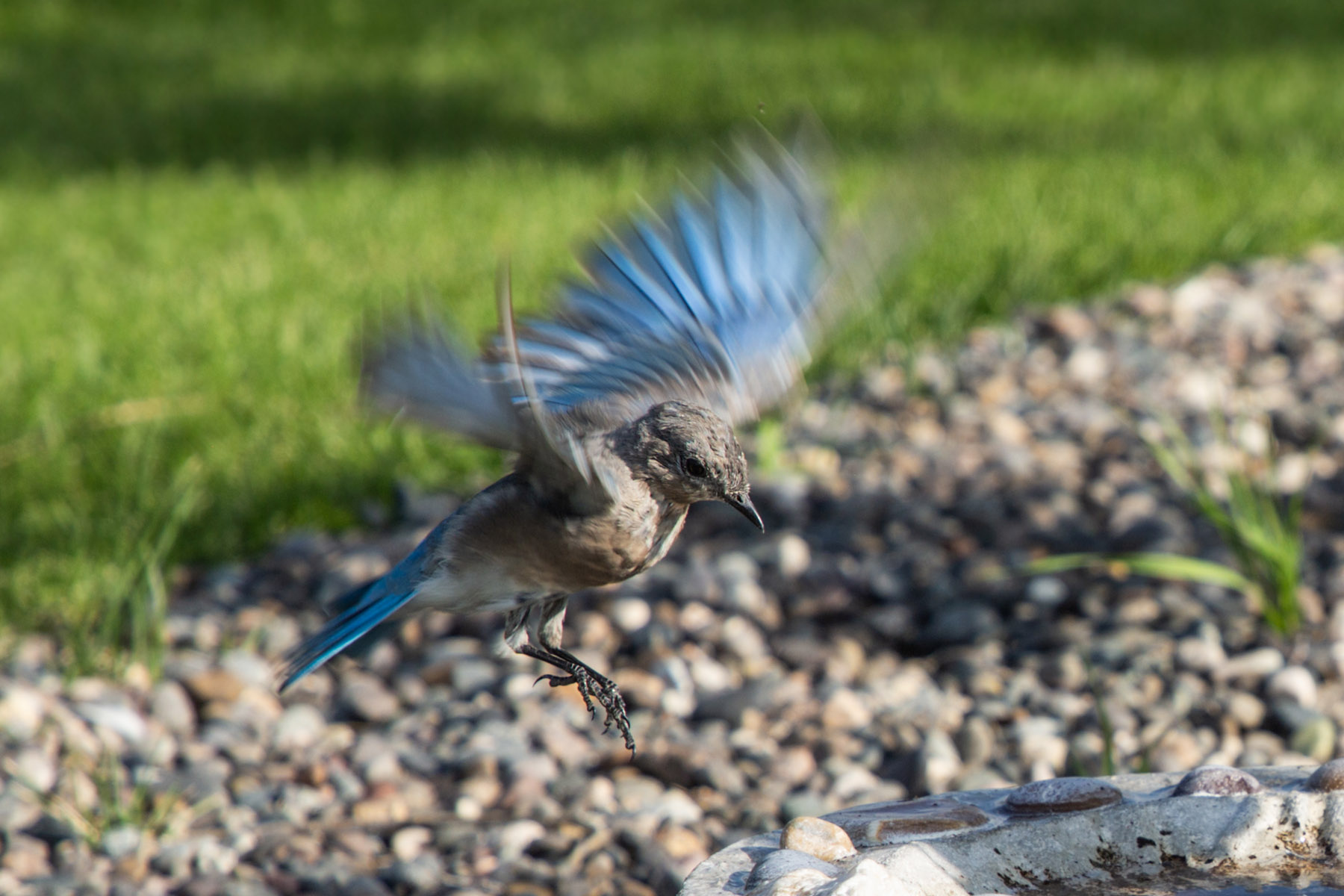 Bluebird, motion trigger.  Click for next photo.