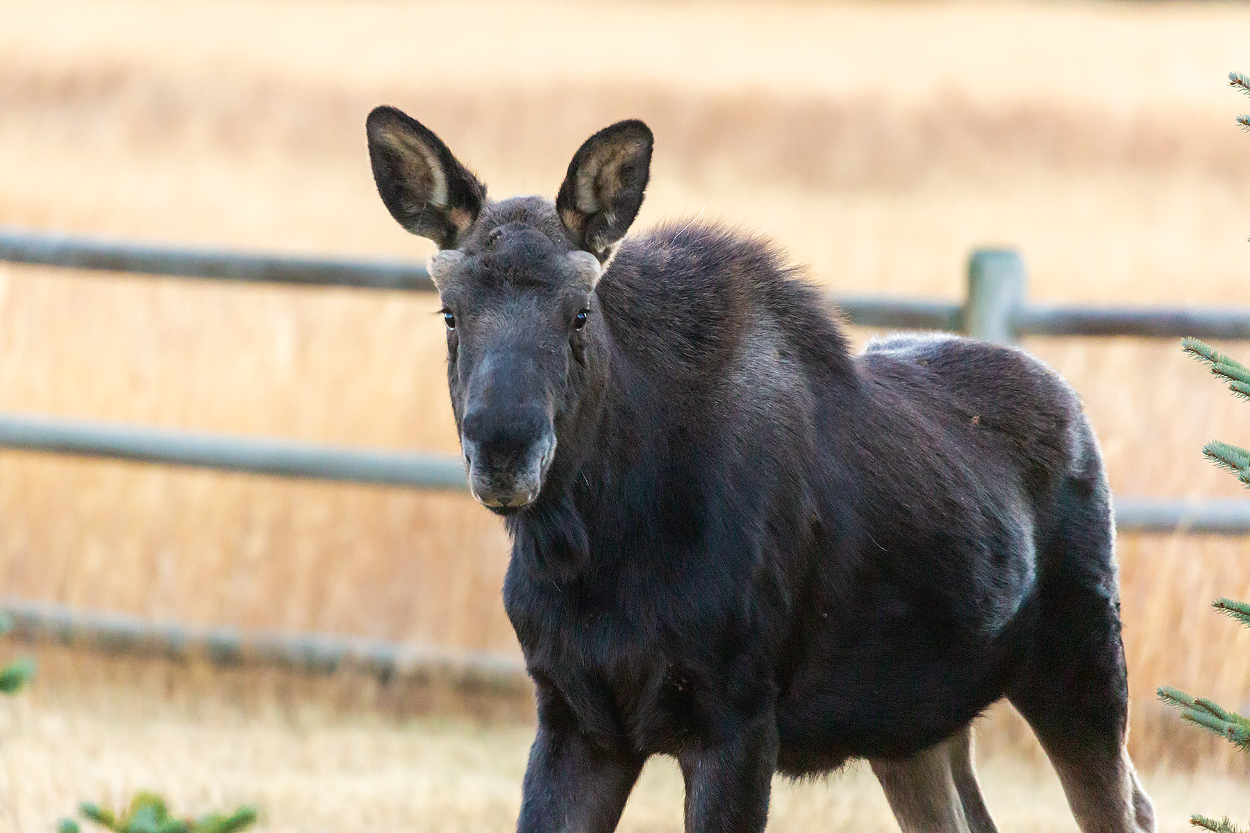 Moose, Red Lodge, MT.  Click for next photo.