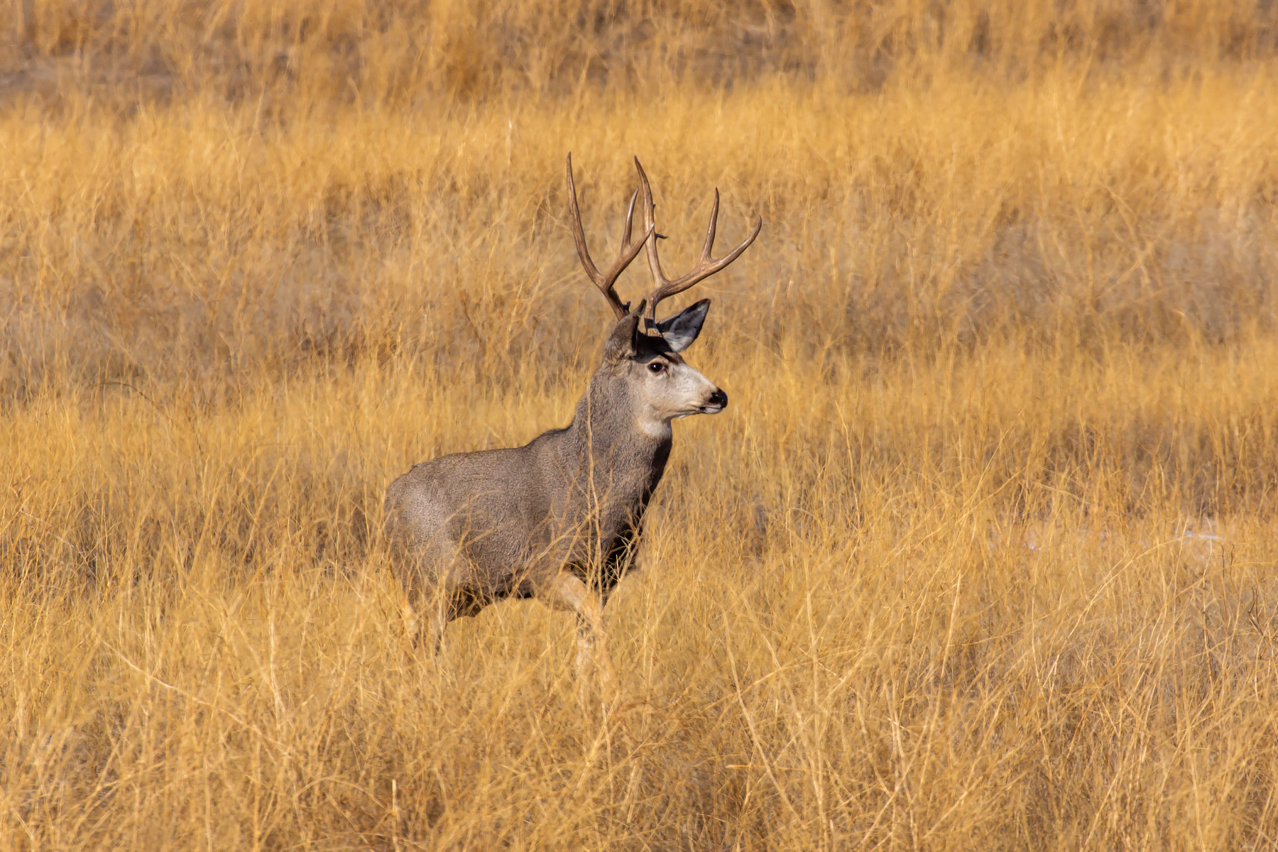 Deer, Badlands National Park, South Dakota.  Click for next photo.