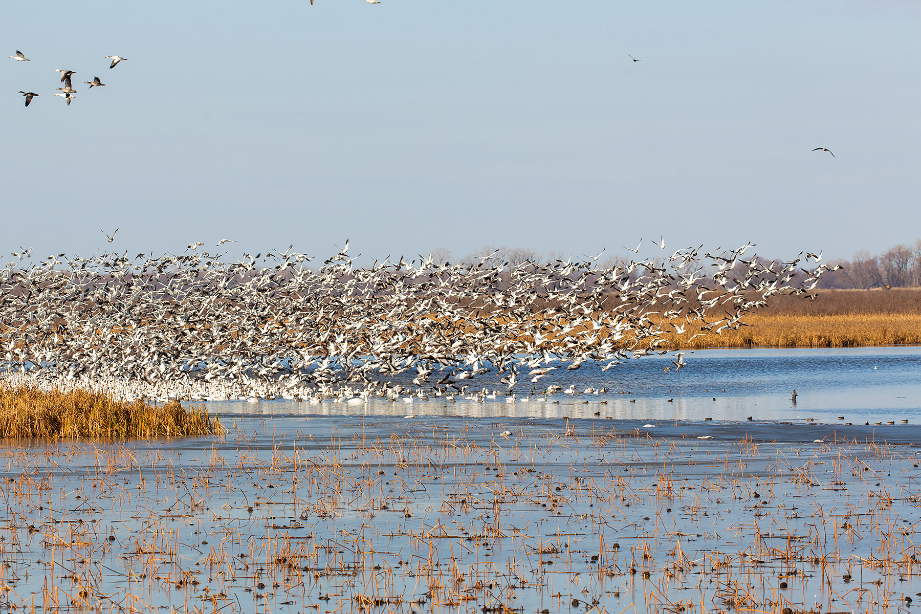 Geese taking off, Loess Bluffs NWR, Missouri.  Click for next photo.