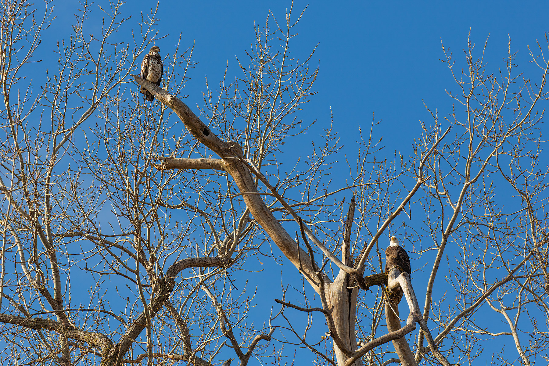 Bald eagles, Loess Bluffs NWR, Missouri.  Click for next photo.