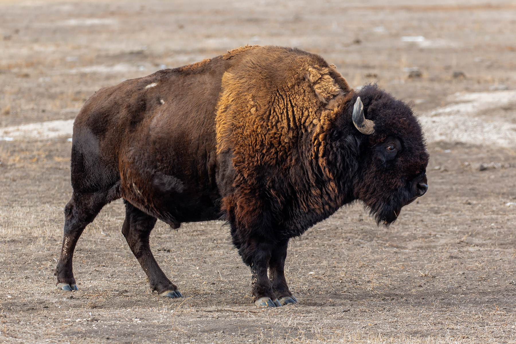 Bison, Badlands National Park, South Dakota.  Click for next photo.