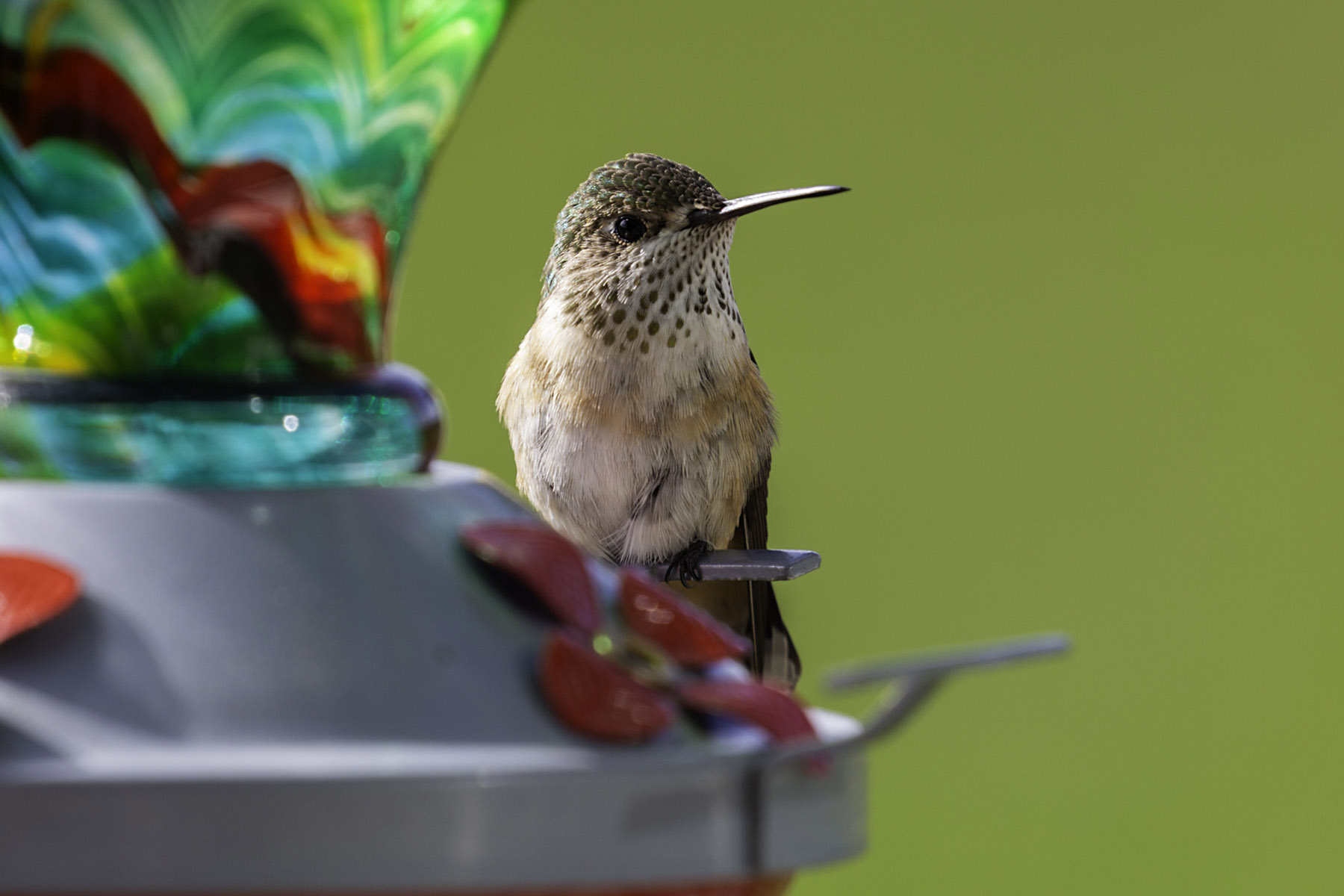 Hummingbird.  Click for next photo.