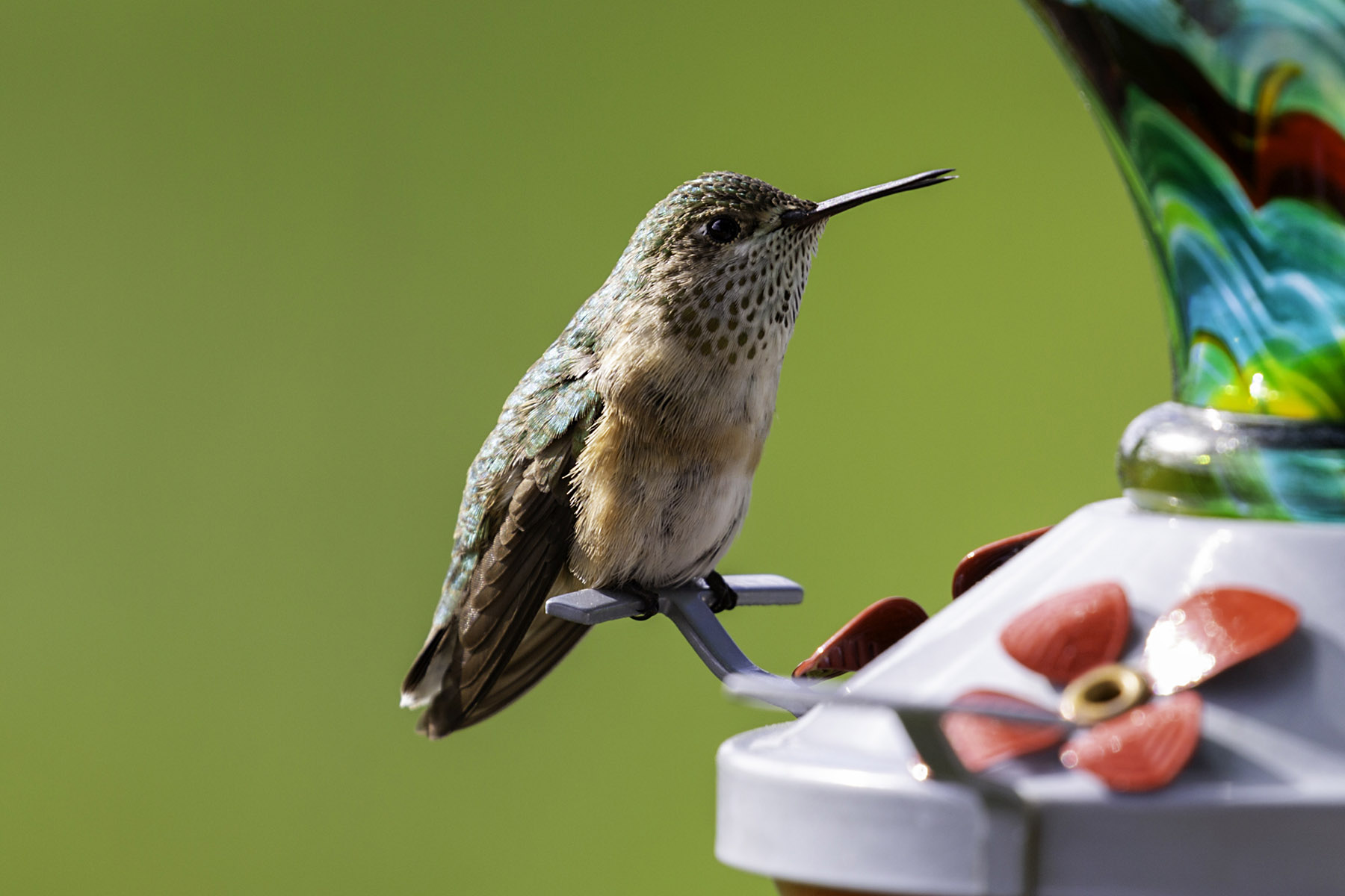 Hummingbird.  Click for next photo.
