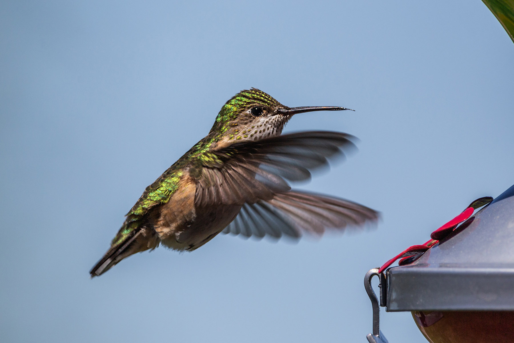 Hummingbird.  Click for next photo.