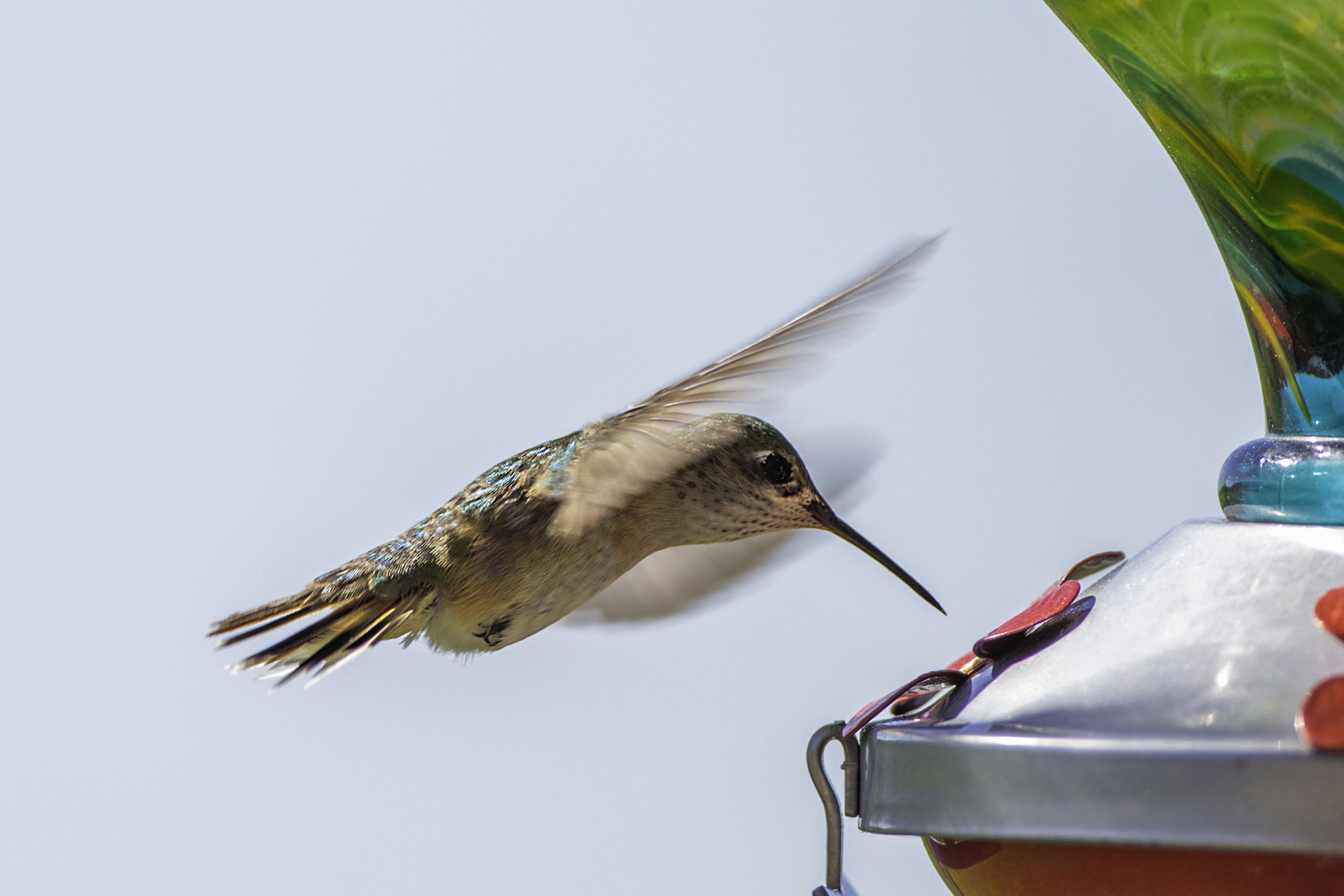 Hummingbird.  Click for next photo.