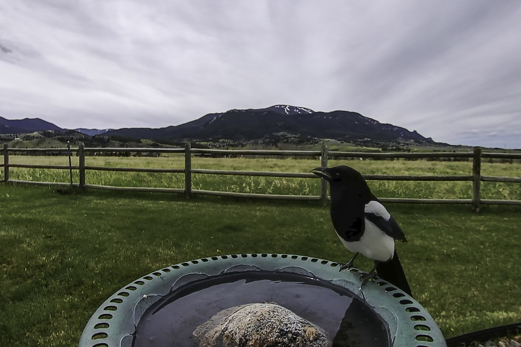 Magpie.  Click for next photo.